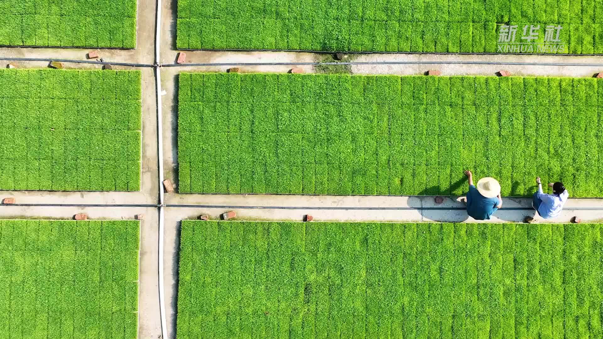 江苏泗洪：晒场育秧助增收