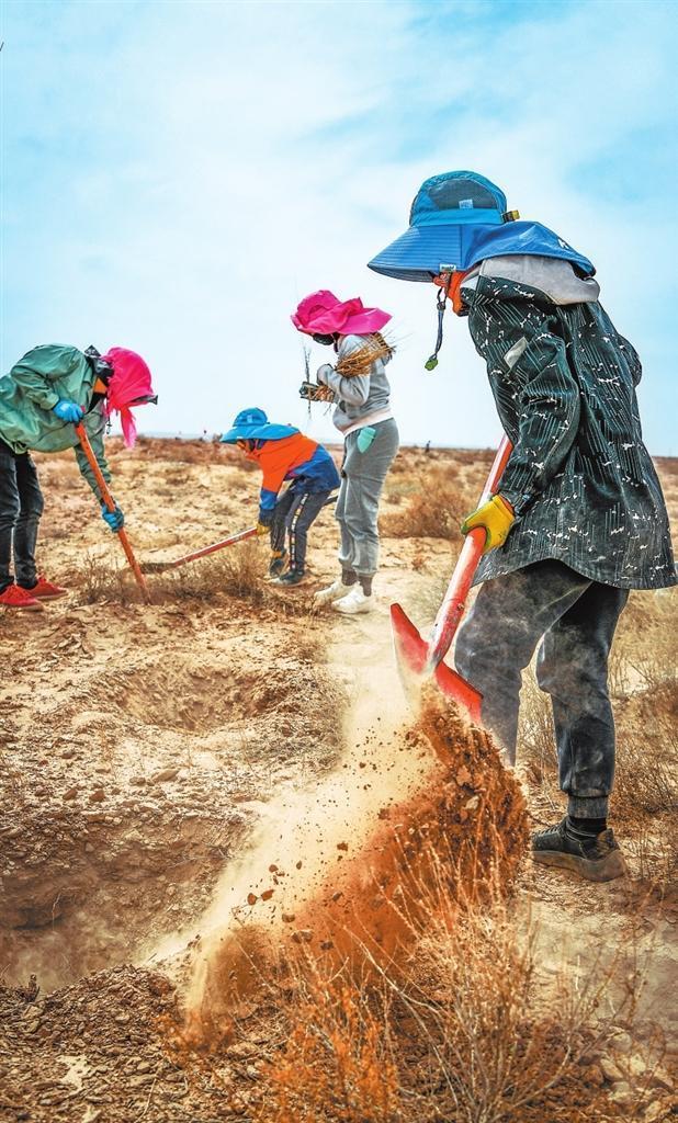 家长带领孩子种梭梭