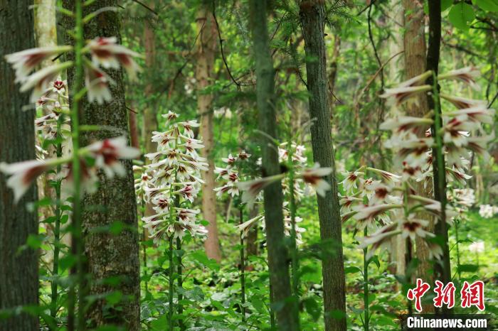 贵州剑河40万株野百合竞相绽放