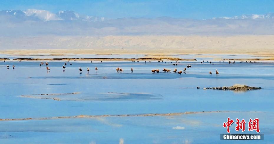 青海茫崖尕斯库勒湖：处处尽显自然之美