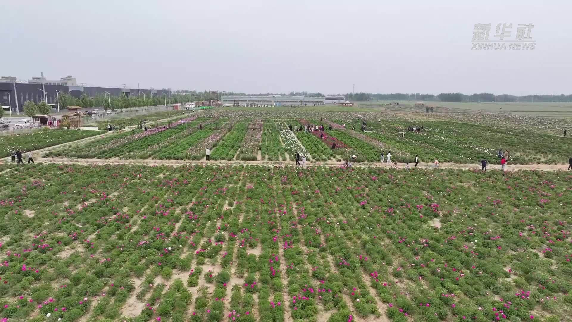 千城胜景｜河北故城：芍药花开迎客来