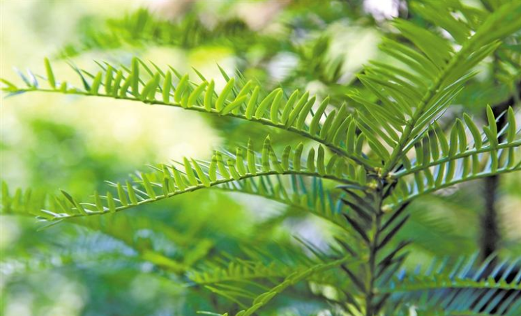 秦岭国家植物园里的红豆杉（5月15日摄）。