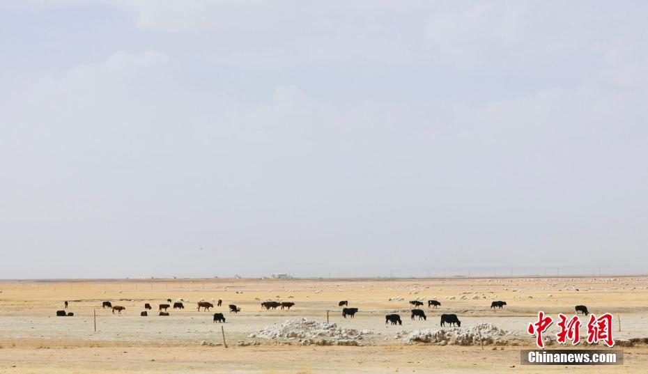 青海茫崖尕斯库勒湖：处处尽显自然之美