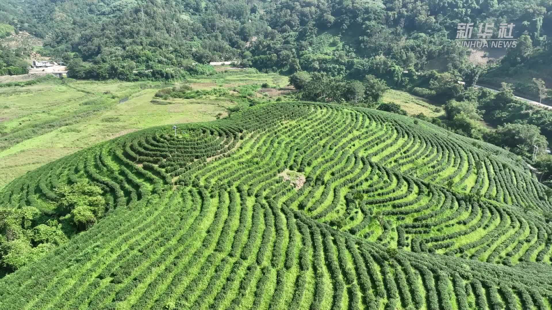 海南大叶茶被证实为一种新的山茶属物种