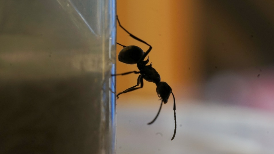 双齿多刺蚁工蚁惊人的攀爬能力　Polyrhachis　dives