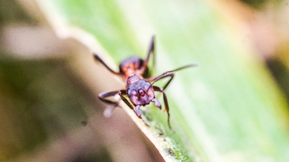 满凹头蚁工蚁向入侵者示威　Formica　manchu
