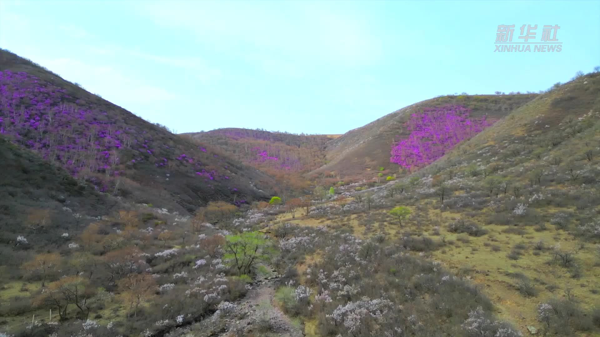 千城胜景｜幽谷赏杜鹃