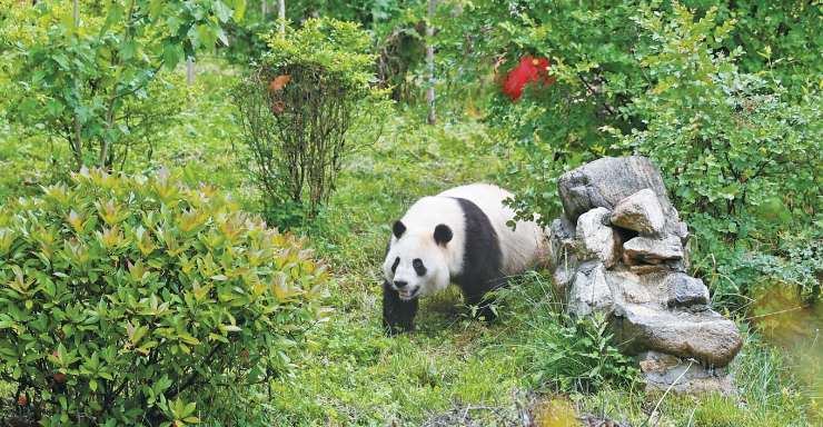 秦岭野生动物园大熊猫图片