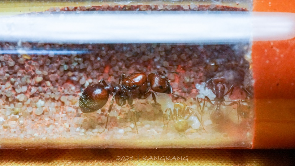 红胡须蚁蚁后和三只工蚁正在哺育幼虫　Pogonomyrmex　barbatus