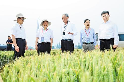 5月19日，参加2024中国种子大会马兰小麦分会的院士、专家走进新品种选育展区，查看温热带异地选种的小麦长势情况。