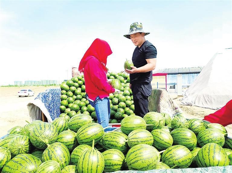 工人们正忙着分拣西瓜　兰州新区报记者　李佳丽　摄