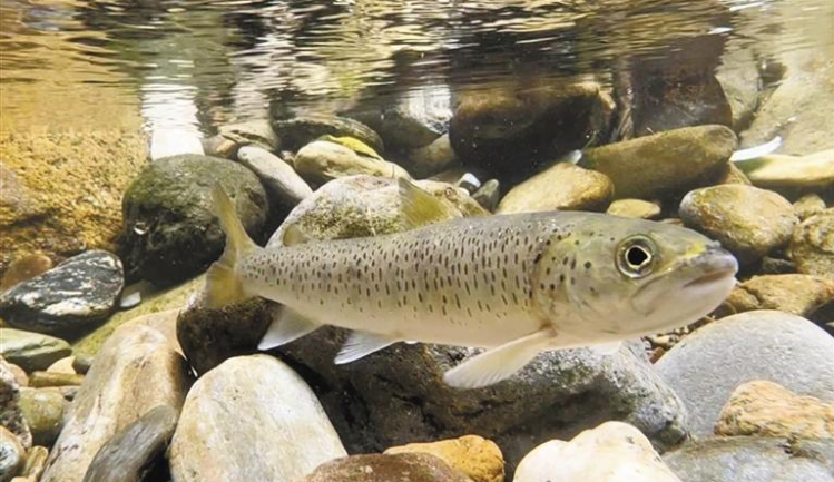 川陕哲罗鲑。 陕西省农业农村厅供图