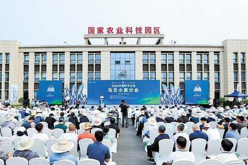 5月19日，2024中国种子大会马兰小麦分会在河北省辛集市举行。