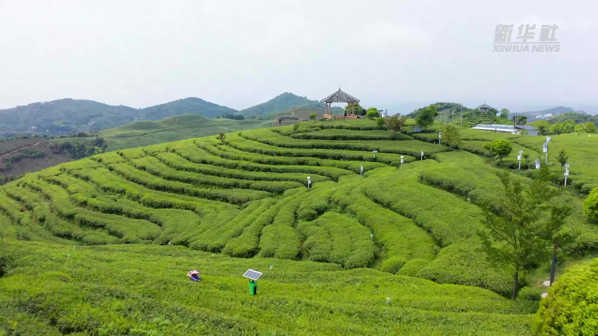 山海间 茶韵清欢