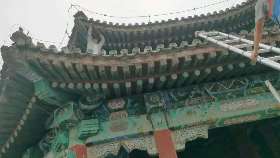 一只北京雨燕被不明物体挂住颐和园急搭脚手架成功施救