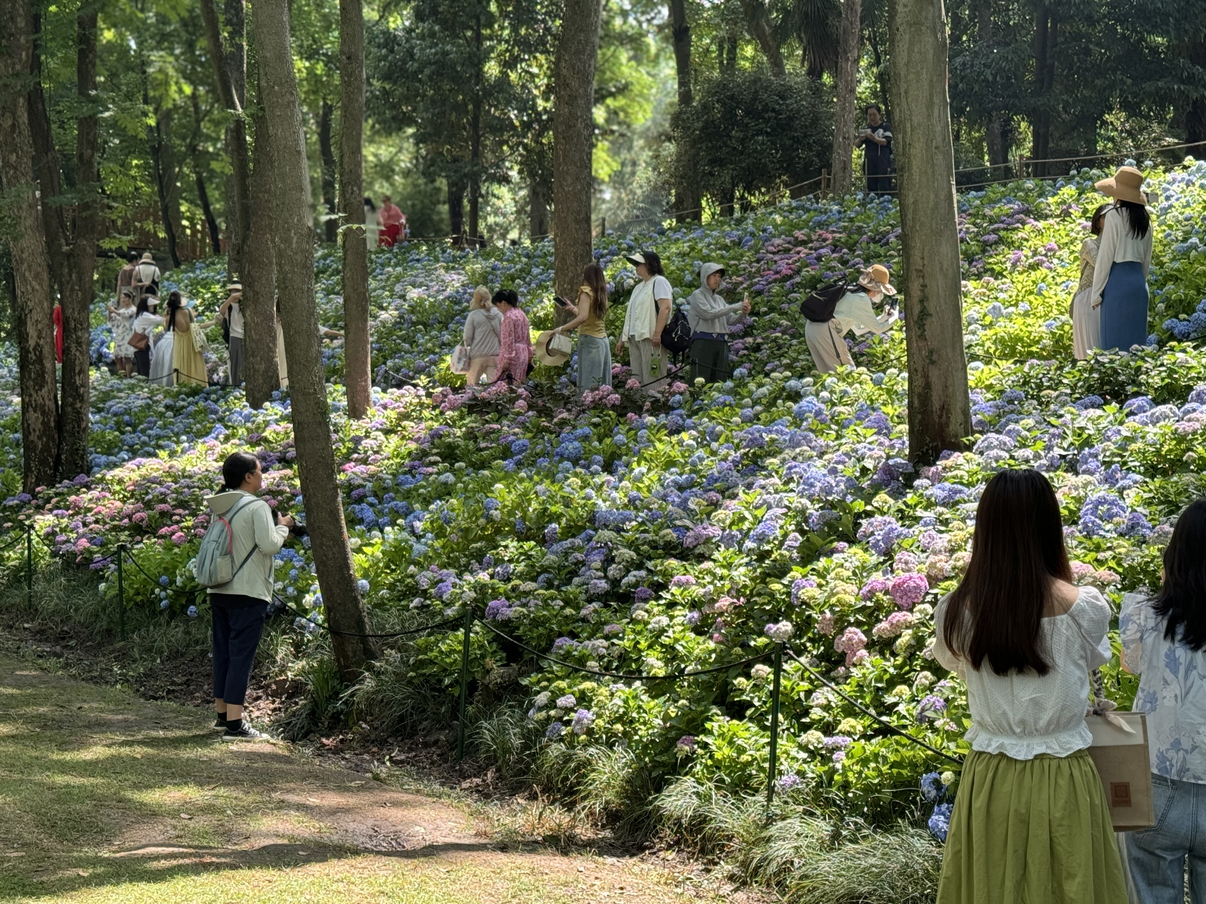 温柔了初夏！ 南京中山植物园2024年绣球展启幕