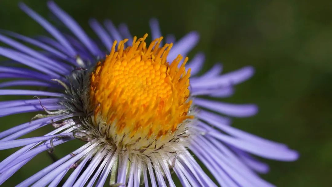 菊科　紫菀　Aster　diplostephioides