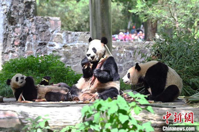 4月21日，中国大熊猫保护研究中心都江堰基地的大熊猫享用美食，憨态可掬。　中新社记者 安源 摄