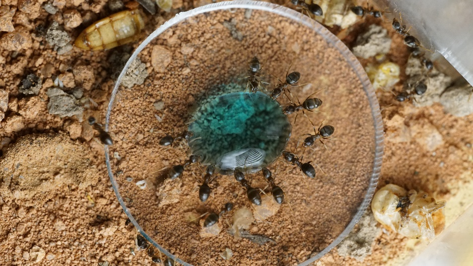 玉米毛蚁工蚁取食糖水　Lasius　alienus