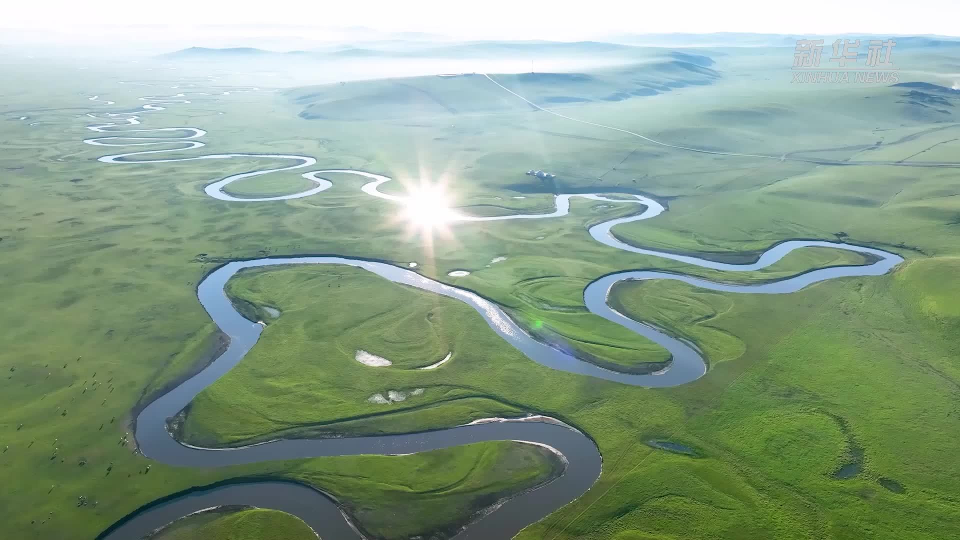 千城胜景｜呼伦贝尔杜鹃花海绚烂绽放