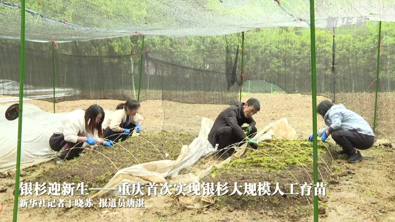 国际生物多样性日｜银杉迎新生——重庆首次实现银杉大规模人工育苗