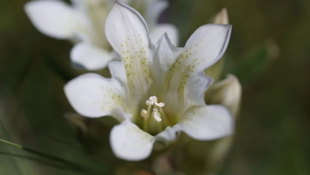龙胆科　麻花艽　Gentiana　straminea