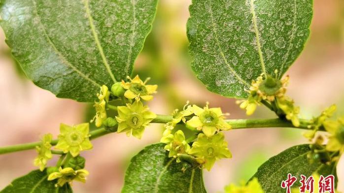 新疆昆玉2024年枣花文化旅游日活动启幕_凤凰网