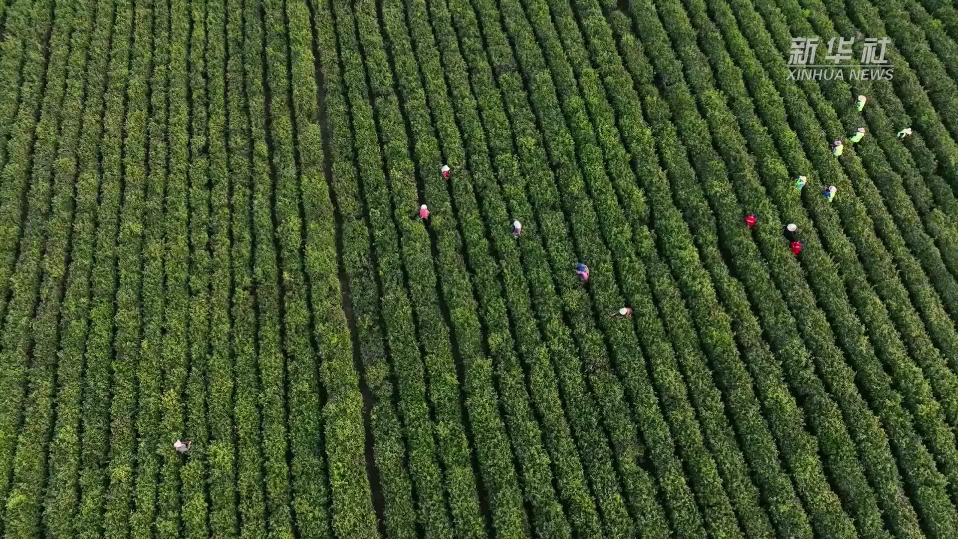 茶旅融合发展 赋能乡村振兴