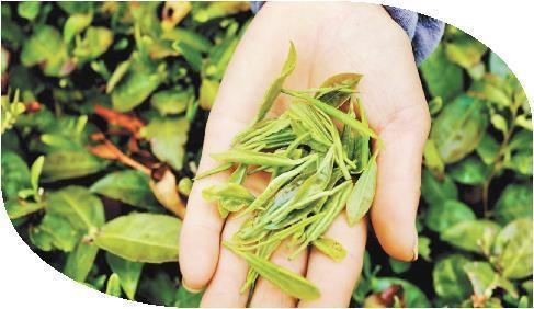 泰山茶 产于泰安市，叶片饱满肥厚，茶色清澈剔透、碧绿娇嫩，饮之回味醇美，留香悠长，有浓厚的泰山板栗之香气。