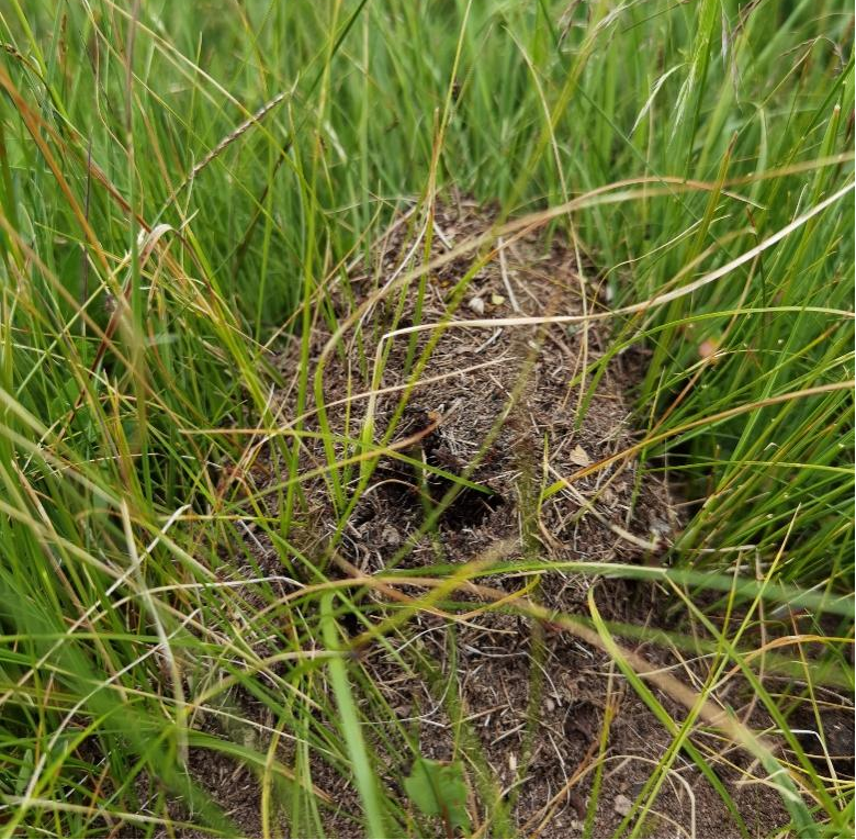 新生满凹头蚁蚁丘