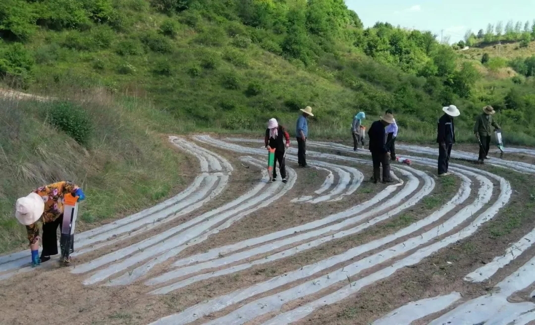 田间地头除草忙　华亭这儿助苗促增保秋粮