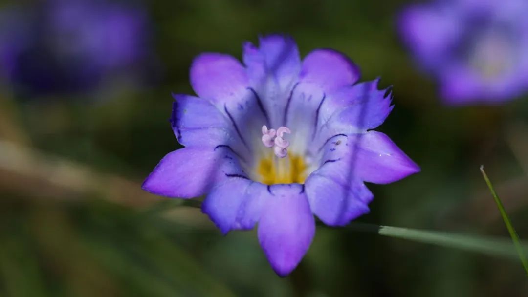 龙胆科　线叶龙胆　Gentiana　aristata