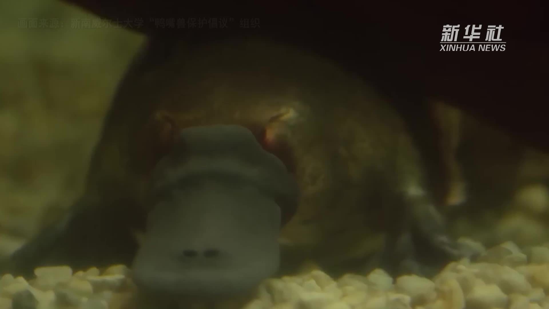 国际生物多样性日｜走近澳大利亚独有的动物——鸭嘴兽