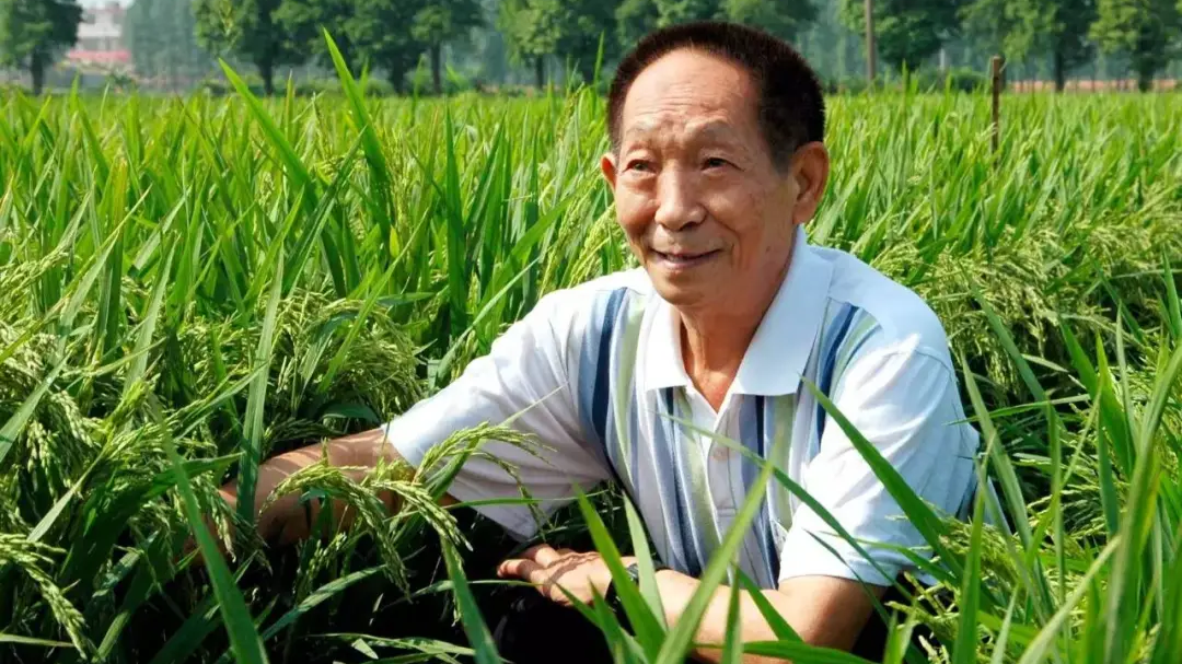 “稻田里的拓荒者”袁隆平的禾下乘凉梦：稻谷颗粒像花生米那么大