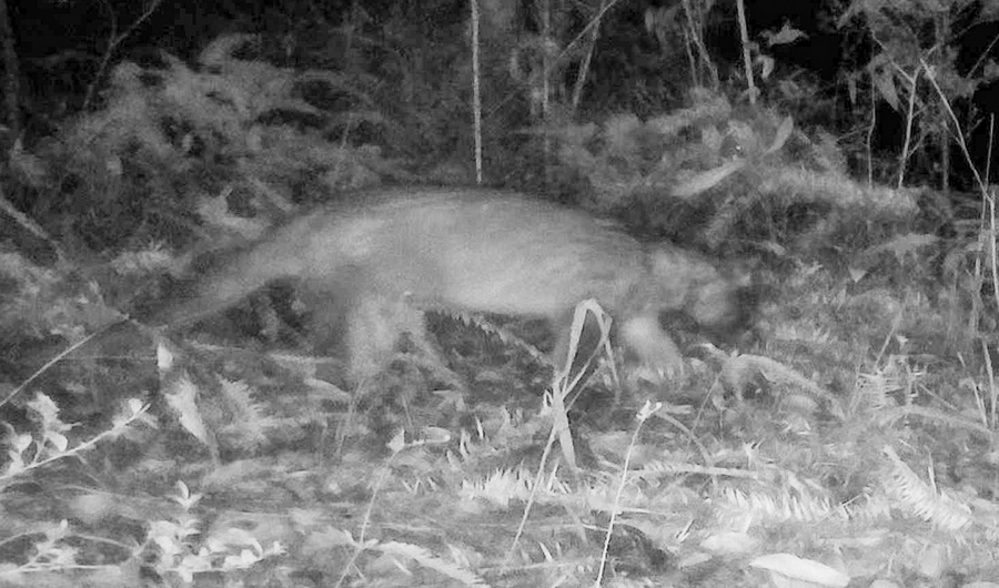 省级重点保护、国家“三有”野生动物果子狸