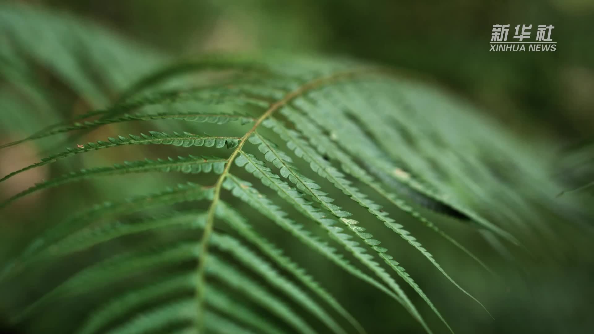 少见！国家重点保护野生植物金毛狗蕨上附着蝉蜕