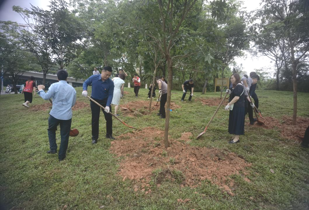 4月25日，香蜜湖街道联合深圳国际仲裁院在香蜜湖路开展植树活动，种植党员“初心林”一片，共计10株紫花风铃木