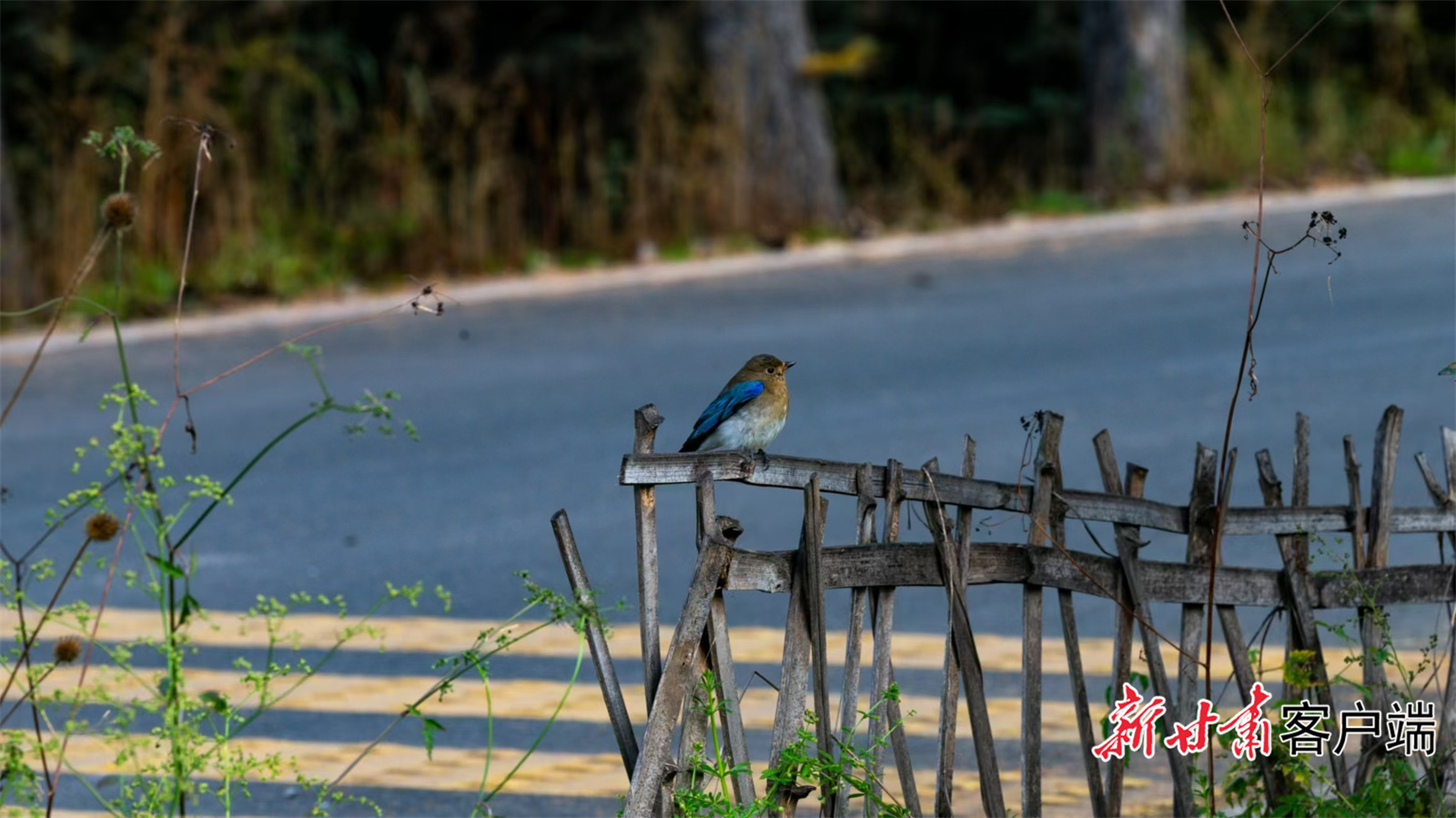 鸟类多样性持续增加