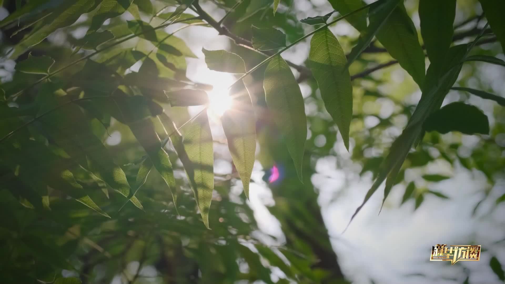 读懂青少年｜专访冬奥冠军杨扬，体育对孩子为什么重要？