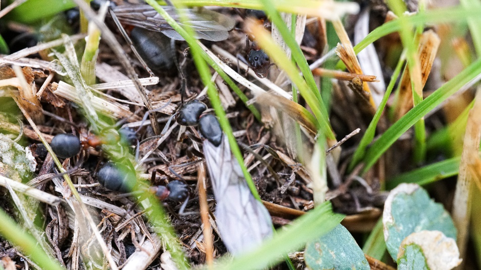 满凹头蚁雌蚁正准备婚飞　Formica　manchu