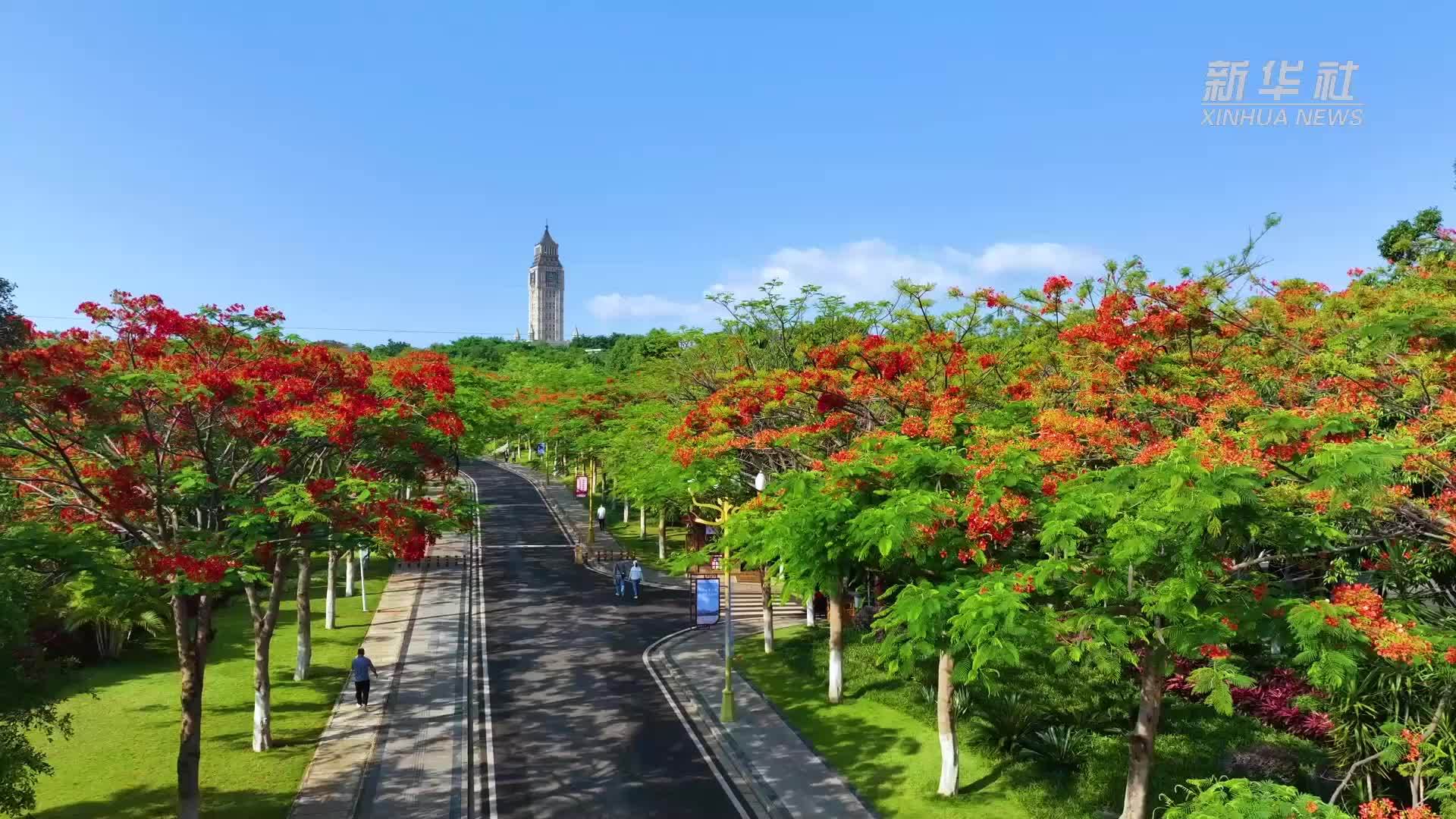 千城胜景｜云南开远凤凰花火红绽放