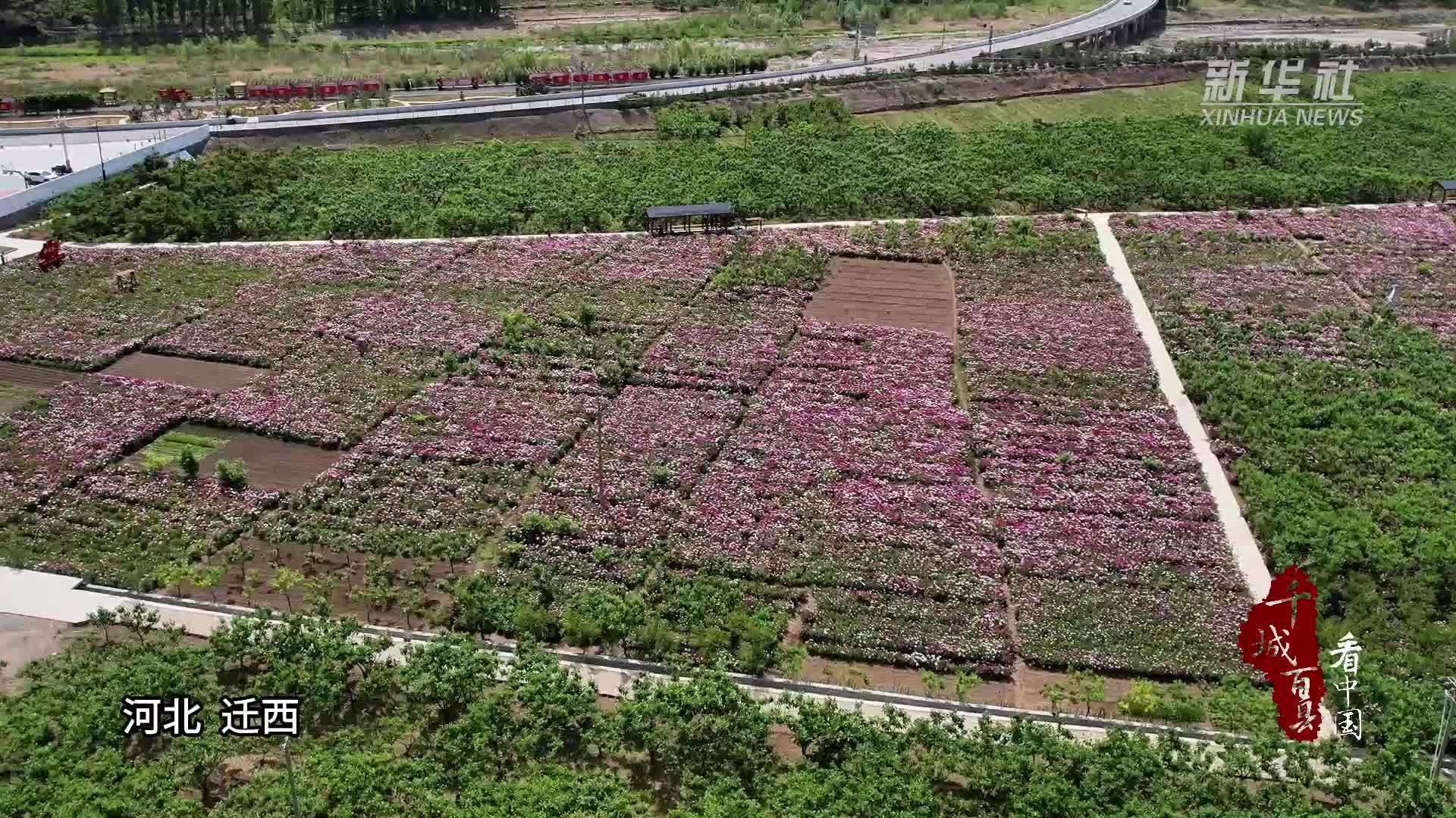 千城百县看中国｜河北迁西：赤芍花开 药赏两用促增收