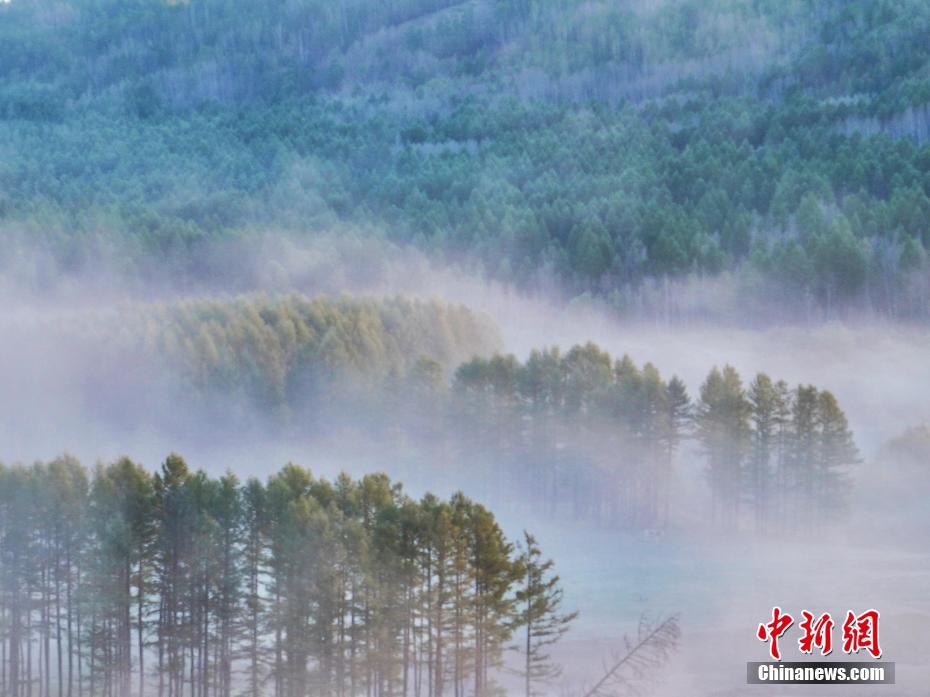 雾起大兴安岭 “中国冷极”秒变仙境