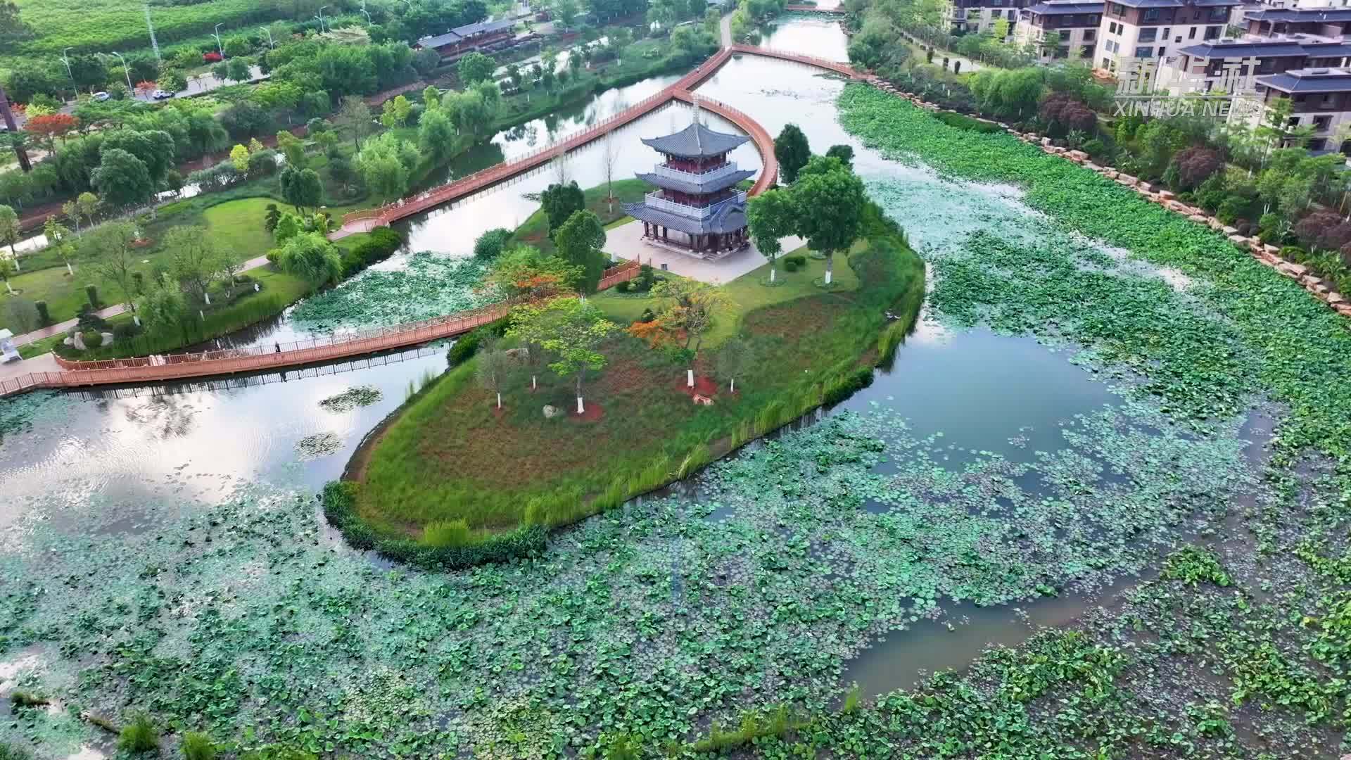 四季旅行·光影云南｜荷开夏临 云南开远入夏赏荷