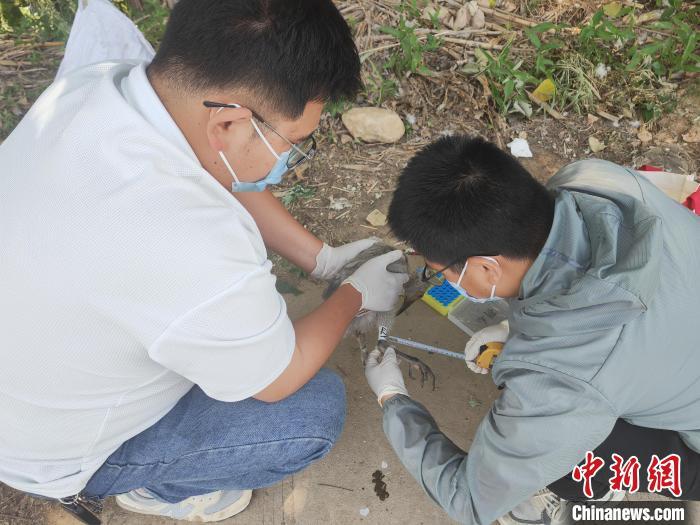 陕西汉中朱鹮保护区开展朱鹮幼鸟环志工作。陕西汉中朱鹮国家级自然保护区供图