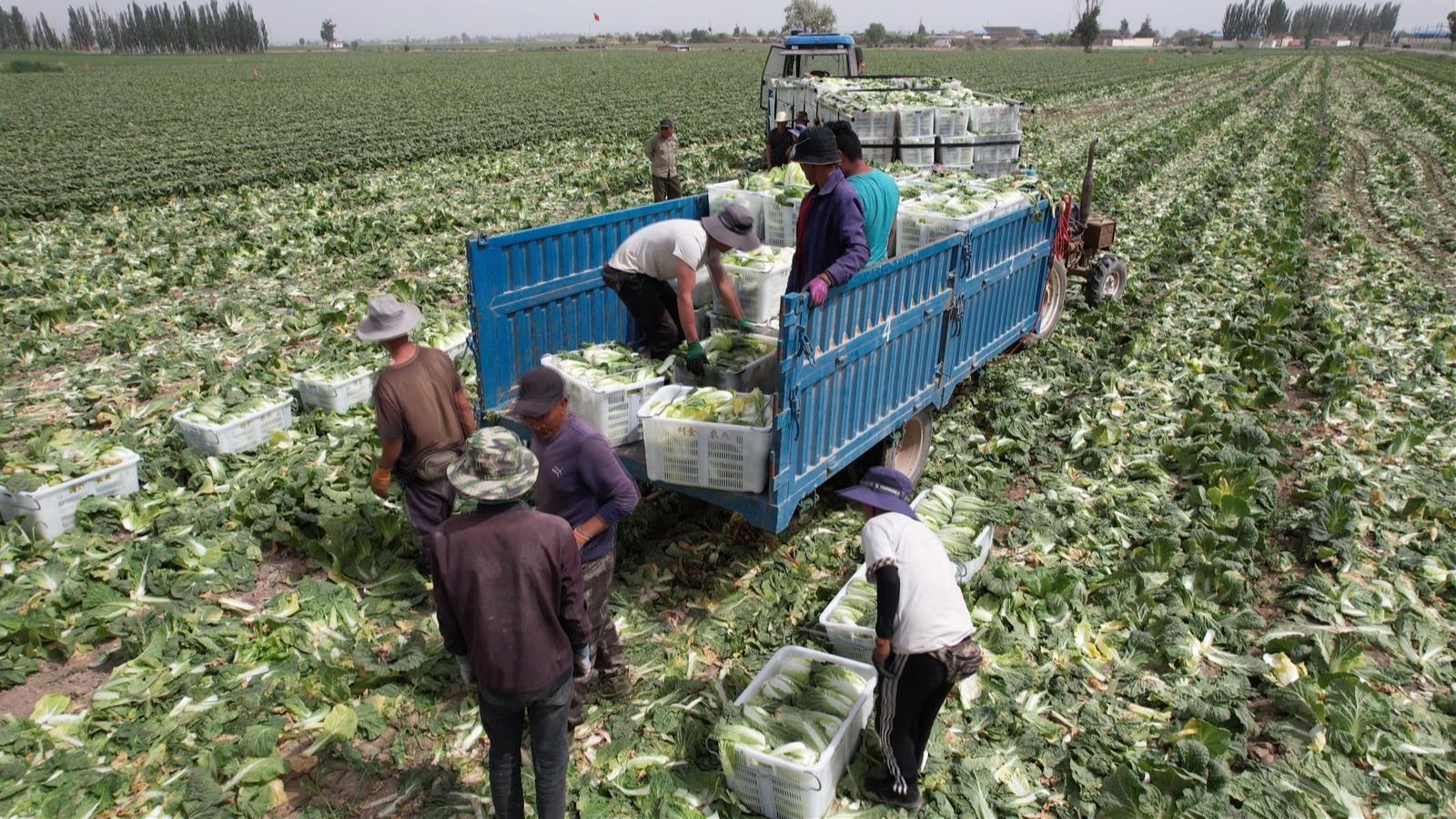 首批高原夏菜进入采收期　永昌富“蔬”之路这样走