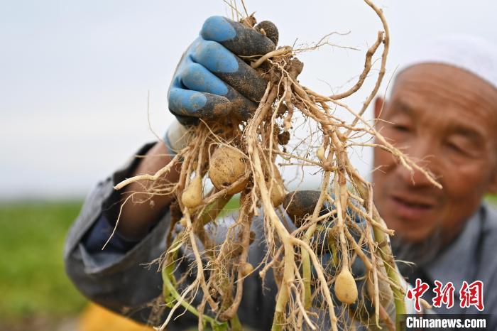 2022年10月29日，位于甘肃省定西市安定区香泉镇的定西马铃薯研究所实验田内，工作人员正在进行大田筛选薯种工作。(资料图)李亚龙　摄
