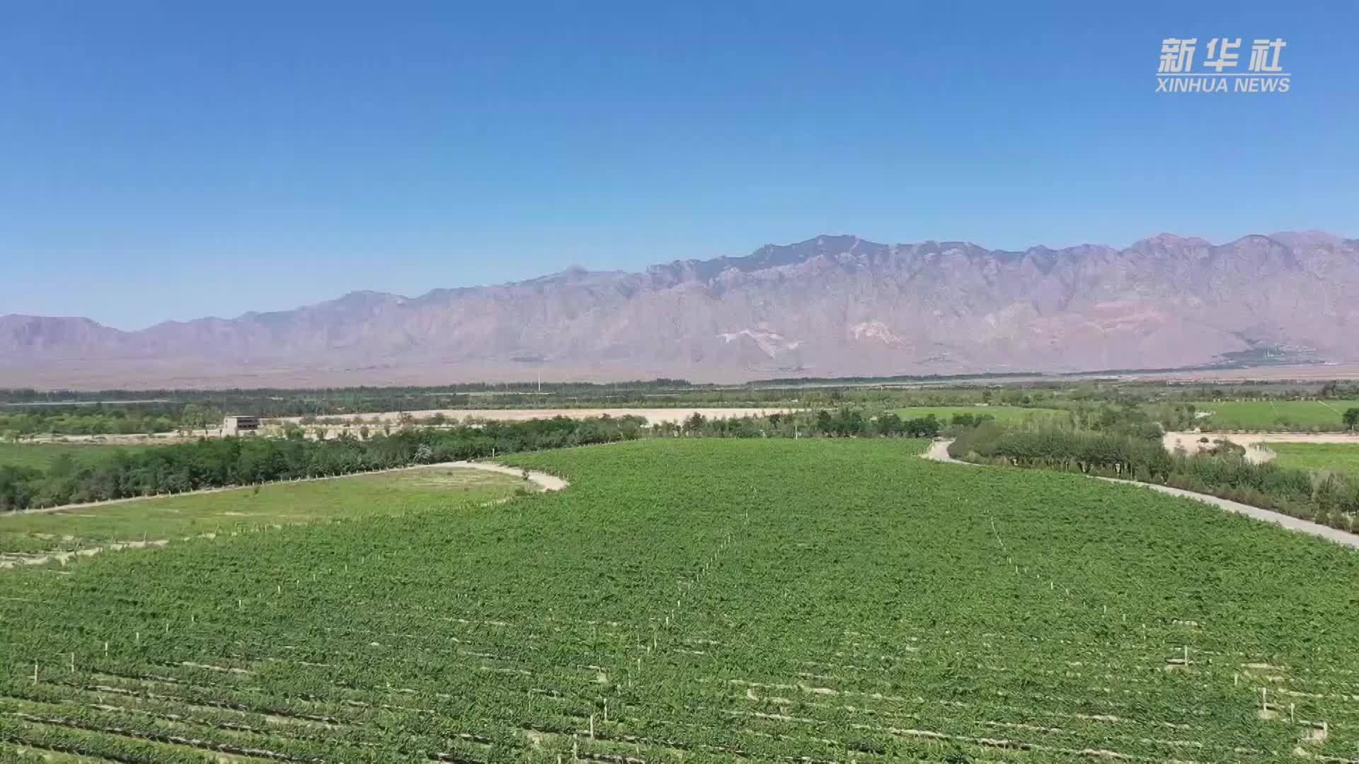 戈壁滩上新风景｜葡萄酒“新星”在这里崛起