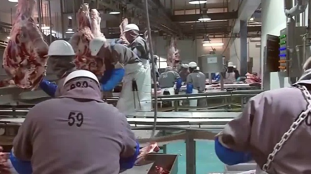 美国一工厂牛肉含瘦肉精中国禁止进口
