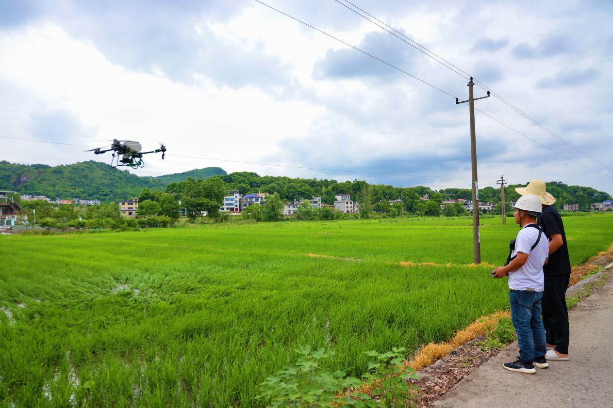 放眼望去,水稻长势喜人,碧绿的稻田成为了夏日乡村里最美的风光